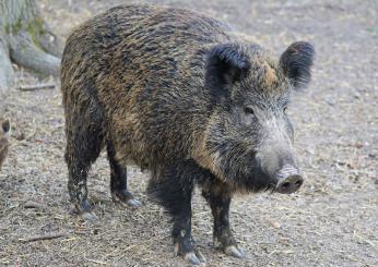 Trichinella: cinghiali positivi individuati a Frosinone. Quali i rischi per l’uomo