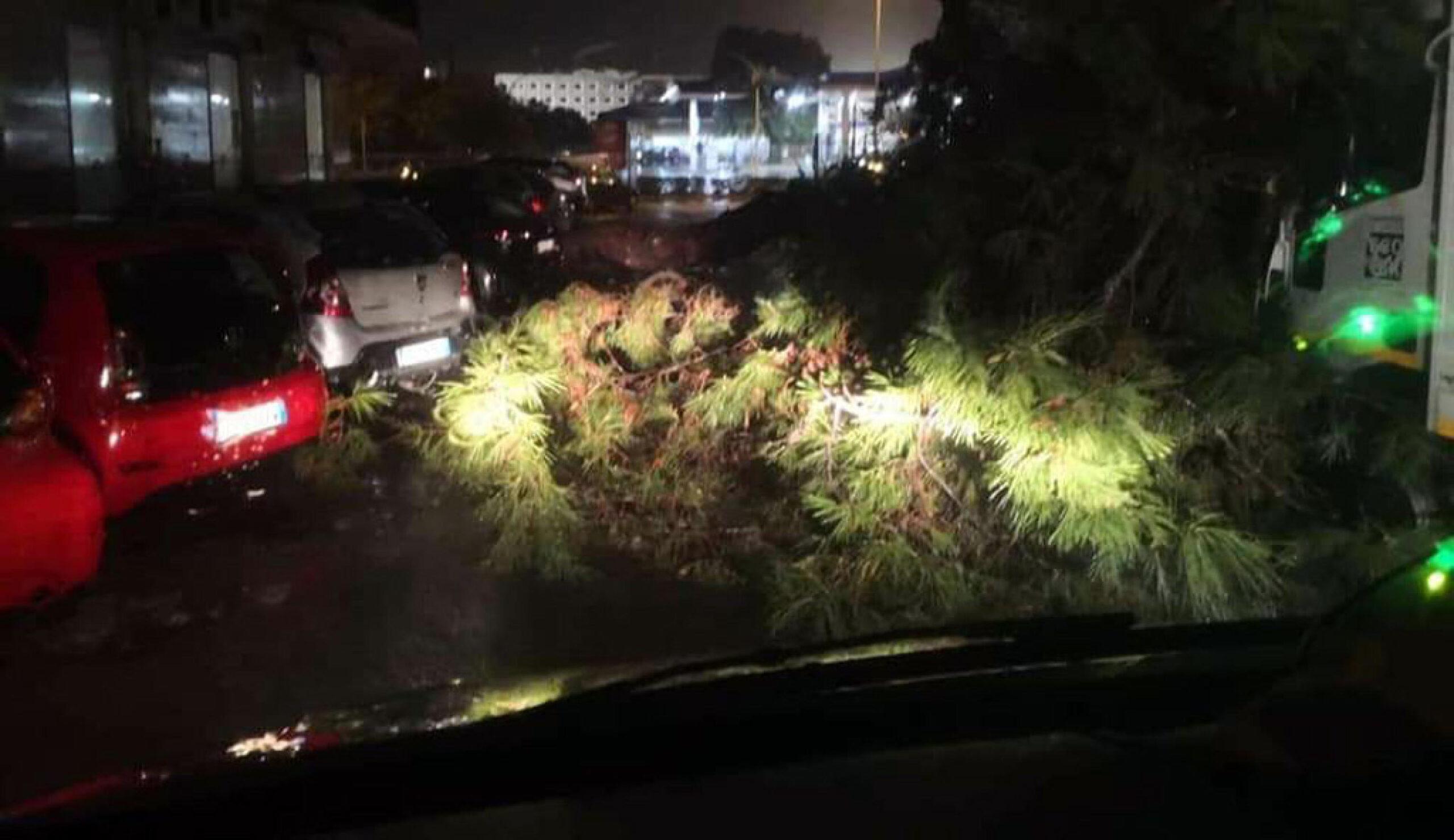 Maltempo a Palermo, cade un albero secolare: auto distrutte e traffico in tilt