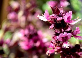 Cosa si cura con la Belladonna: benefici, uso e controindicazioni