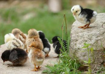 Antibiotici negli alimenti, quali sono i cibi più contaminati e che rischi ci sono per la salute