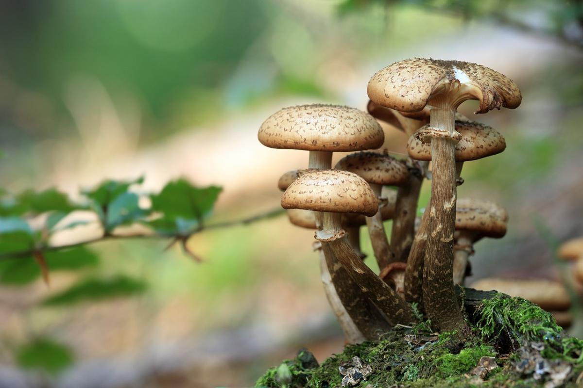 Micoterapia, quali sono le proprietà dei funghi medicinali e che controindicazioni hanno