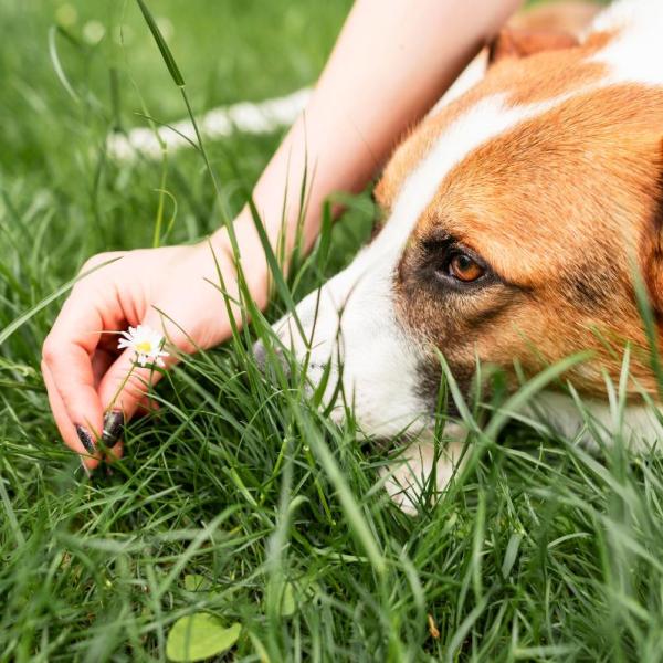 Come proteggere i cani dalle zecche, questi rimedi naturali ti aiuteranno