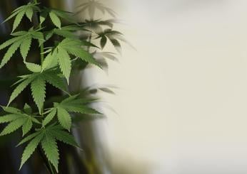 Cannabis light, stretta del Governo: cosa cambia con il nuovo decreto