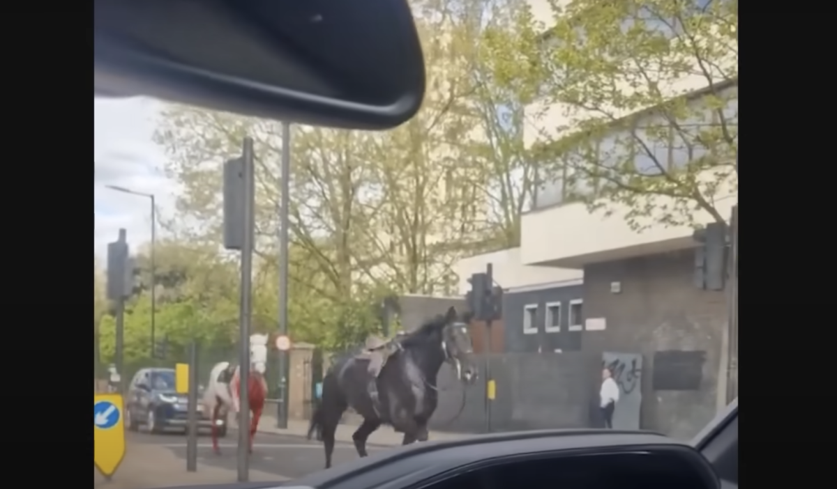 Panico a Londra, cavalli dell’esercito in fuga per le strade del centro: almeno quattro feriti | VIDEO