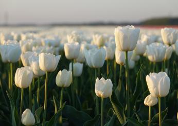 Che cosa vedere a Haarlem in Olanda: tulipani, storia e monumenti