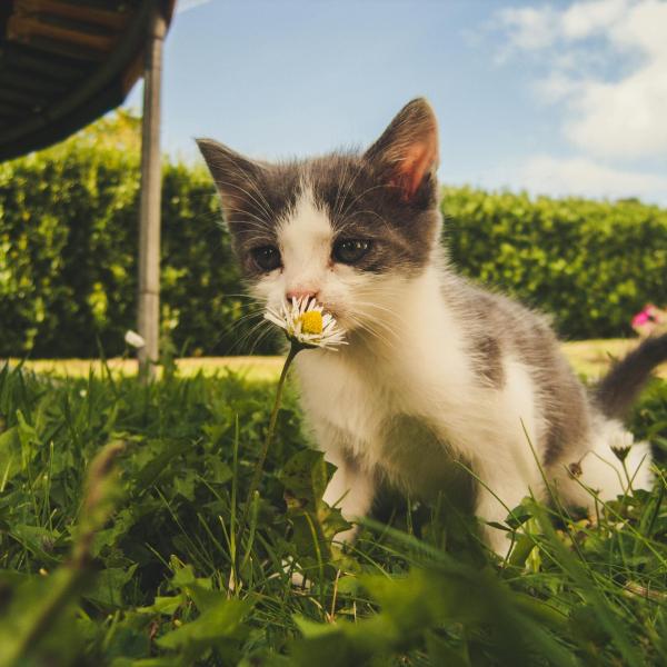 Posso lasciare il gatto libero in giardino? Quali sono i rischi e cosa fare per evitarli