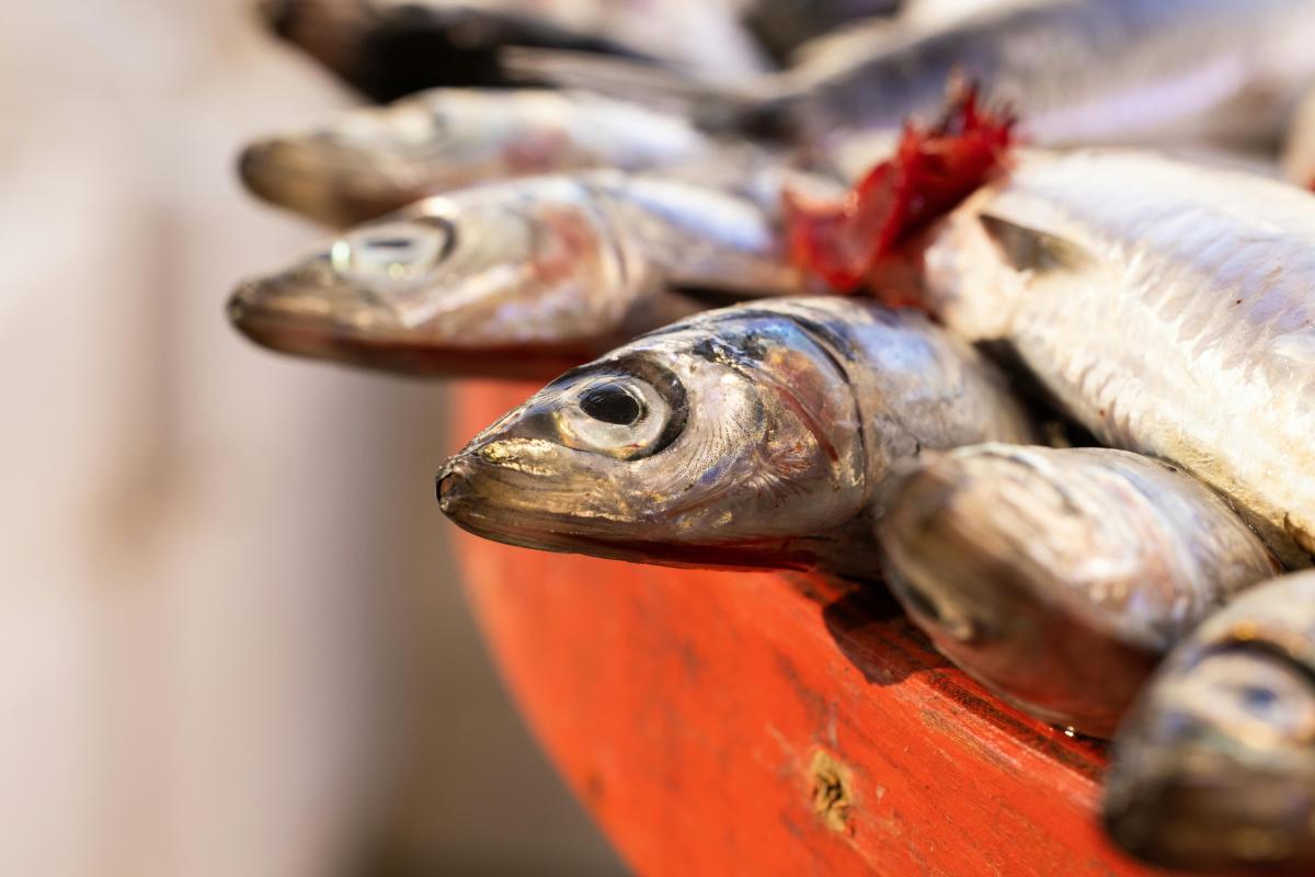 Pesce cavallo, le ricette da scoprire