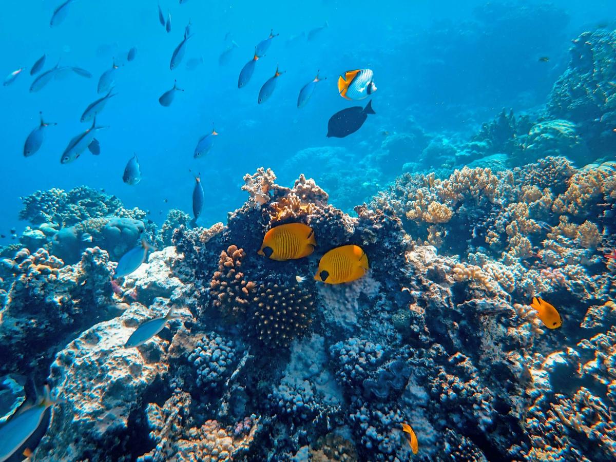 Le “autostrade coralline” per collegare le isole remote delle Seychelles e far fronte alla crisi climatica