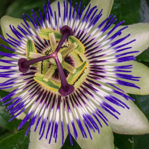 La passiflora contro ansia, nervosismo, disturbi del sonno, scopri come agisce sull’organismo