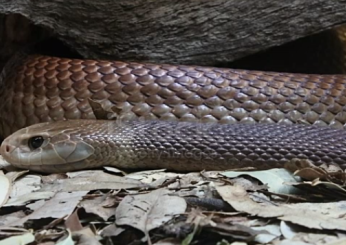 Australia, cerca di salvare i bambini: padre muore per il morso da un serpente bruno in un asilo nido