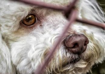 Siracusa, cane torturato: solo una multa per i responsabili