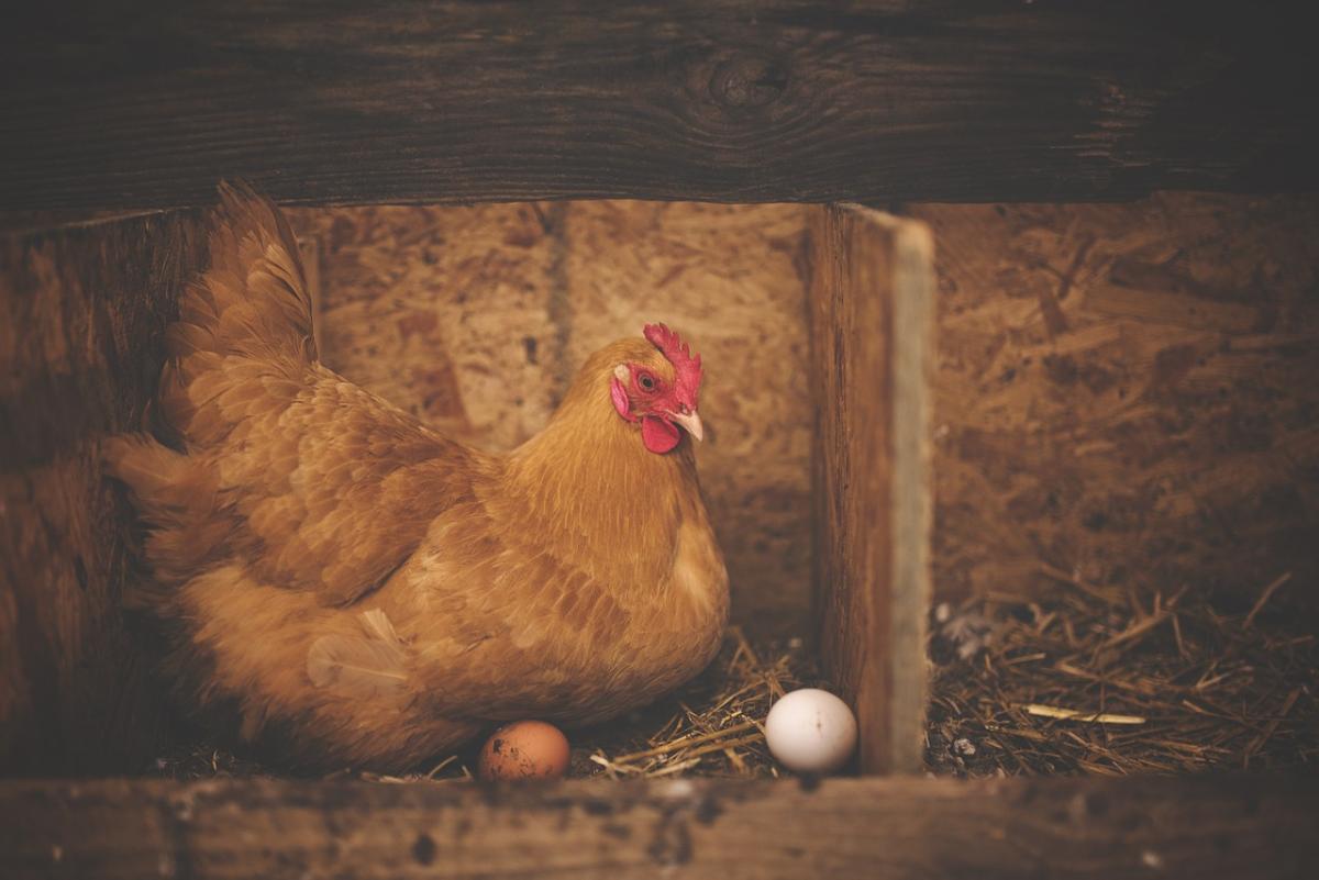 Qual è la gallina che fa più uova? Ecco le 5 razze più produttive