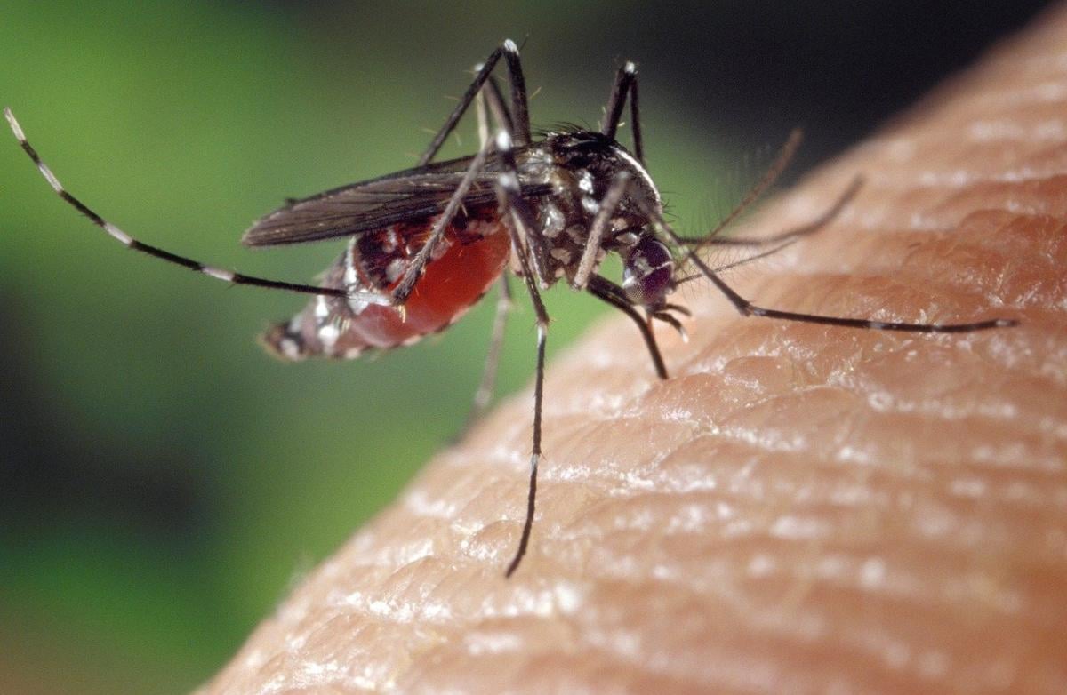 West Nile virus: in aumento i casi e altri due donatori positivi in…