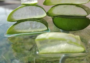 Aloe vera da bere: perché fa così bene