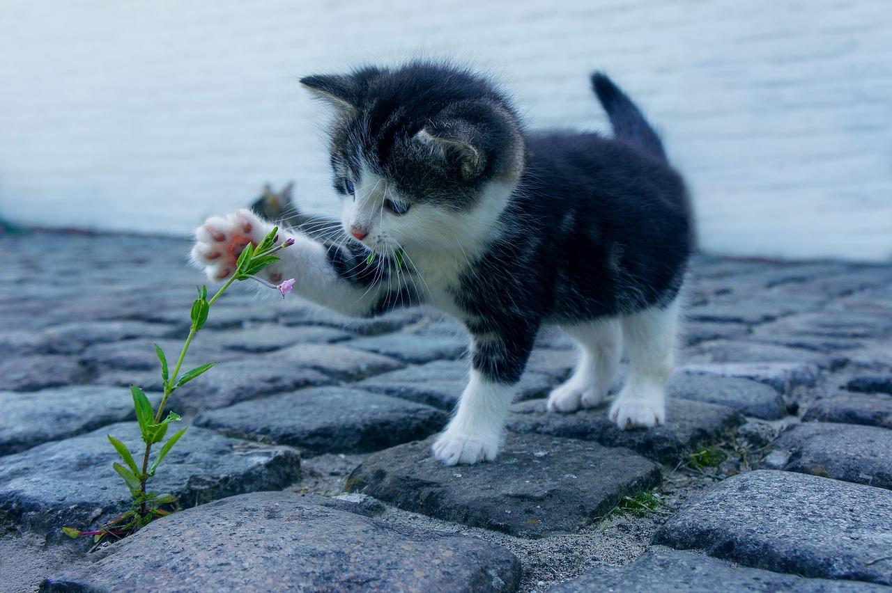 Qual è il gatto più affettuoso? Ecco le razze più socievoli