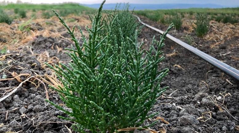 Salicornia: dove si compra e quanto cosa l’asparago di mare?