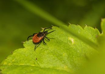 Malattia di Lyme, cos’è e perché si diffonde