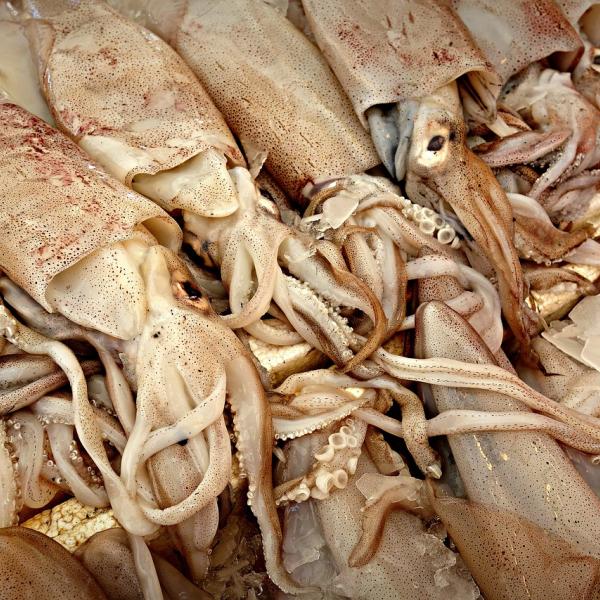 Calamari: ricette light per un’estate leggera