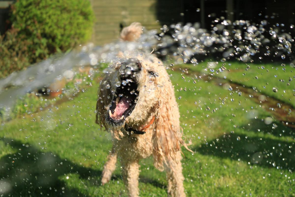 Il mio cane beve abbastanza? Come idratarlo in estate