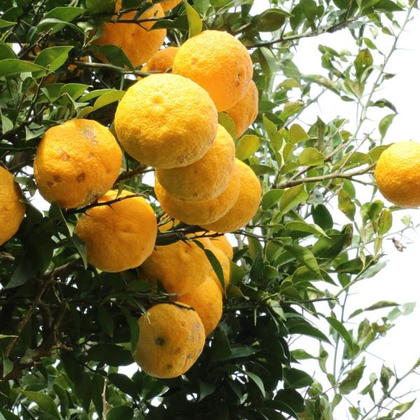 Come si mangia il cedro: idee  e consigli