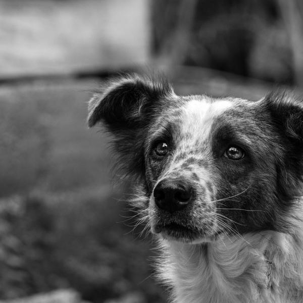 Duello sul forno crematorio per animali da compagnia