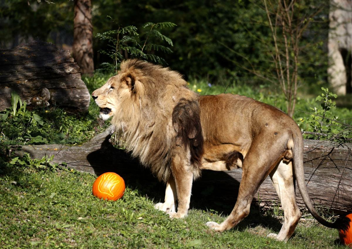 Leone scappato a Ladispoli, il sindaco Grando: “Il Comune non può vietare il circo, la legge lo tutela. Abbiamo ottenuto dal ‘Rony Roller’ la formula senza animali per rispetto ai cittadini”