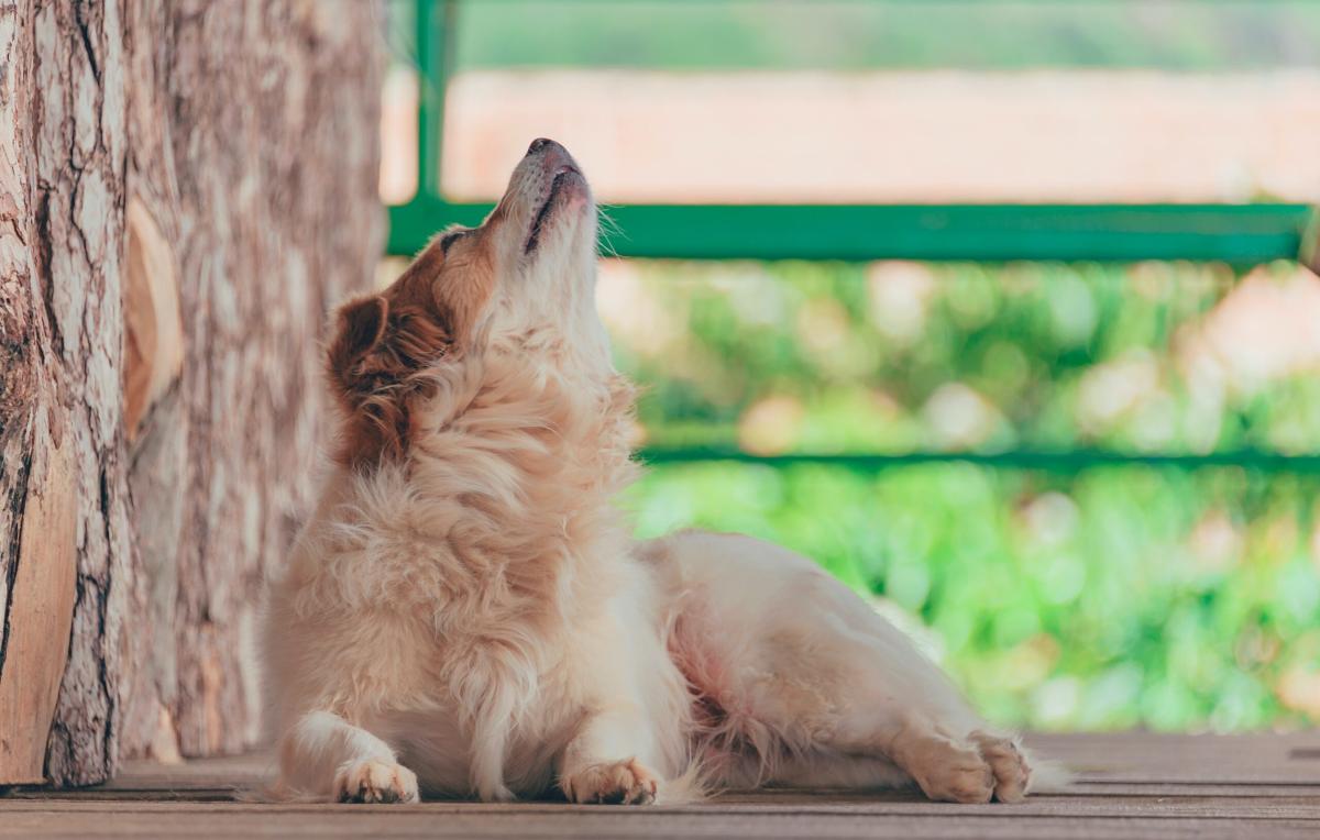 Perché i cani ululano? Ecco i motivi | VIDEO