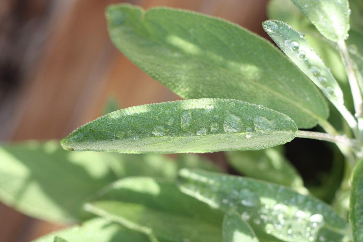 Come usare la salvia per mal di gola e tosse? Benefici e indicazioni