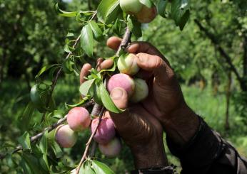 Contributi lavoratori agricoli: gli importi aggiornati per il 2023