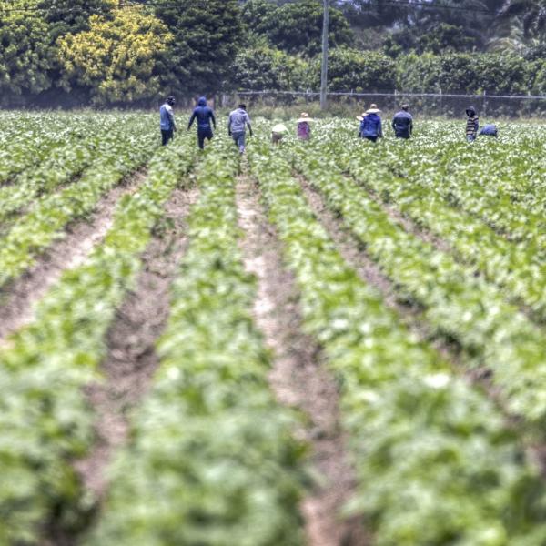 Contributi lavoratori agricoli 2024: la circolare INPS con le nuove aliquote