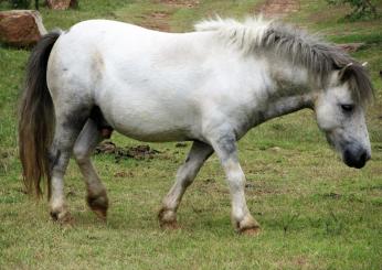 Corsa clandestina di pony a Palermo: ritrovato l’equino costretto a gareggiare a Ballarò