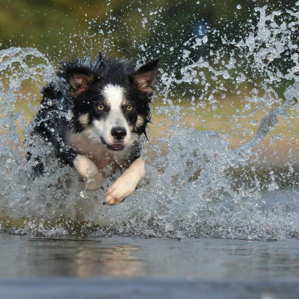 Intossicazione da acqua nel cane: cos’è, sintomi e cosa fare