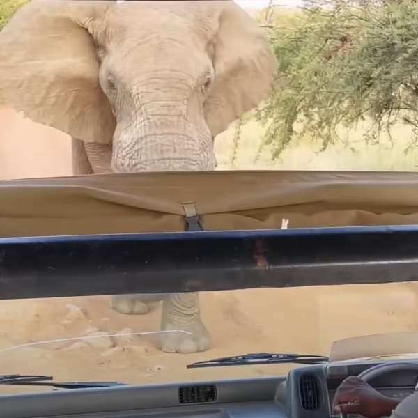 Sudafrica, turista americana uccisa da un elefante in Zambia