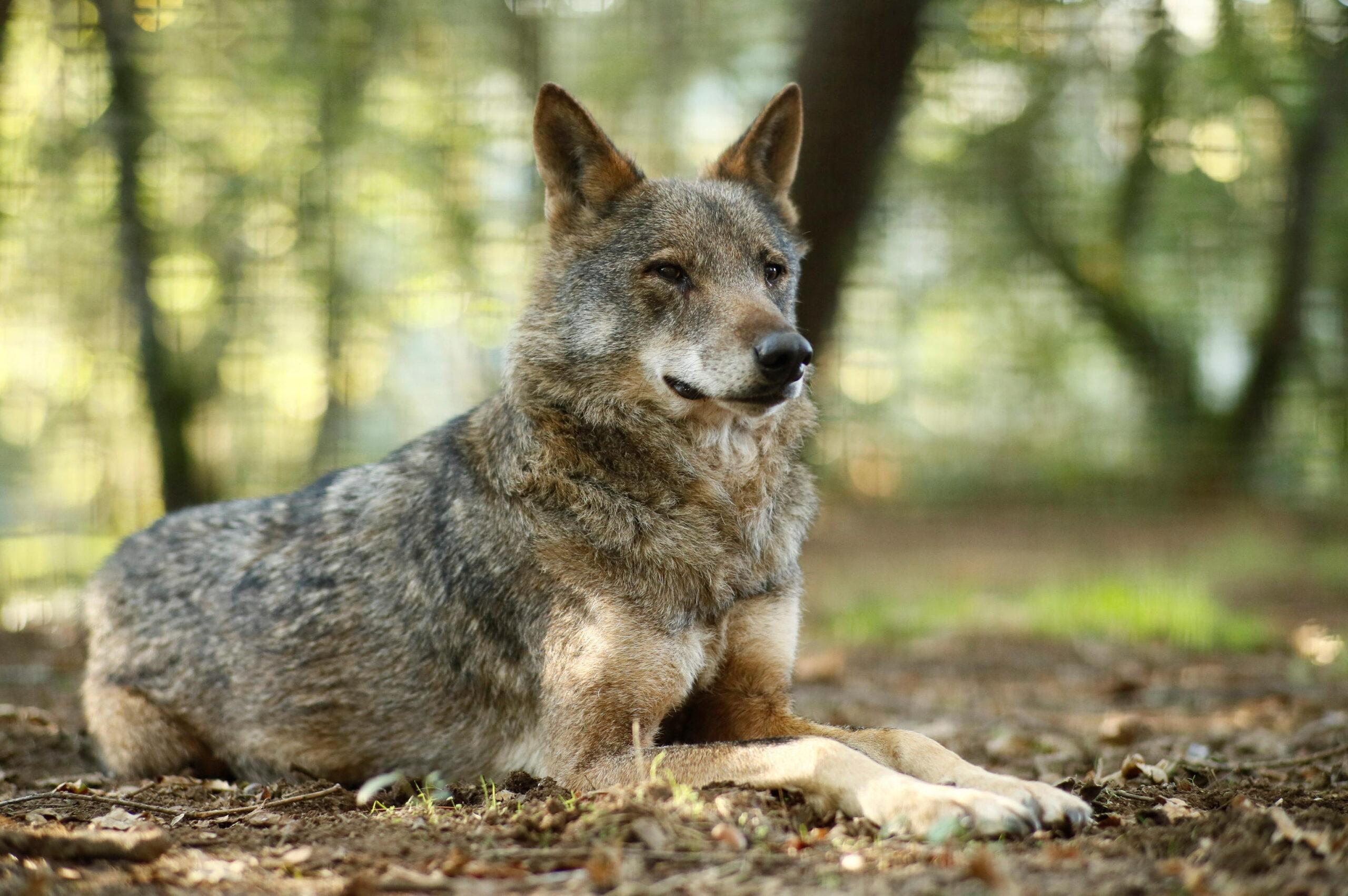 Lucca, donna attaccata da un lupo mentre passeggia con il cane