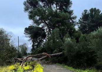 Varese, albero cade su viale Europa: disagi per il traffico