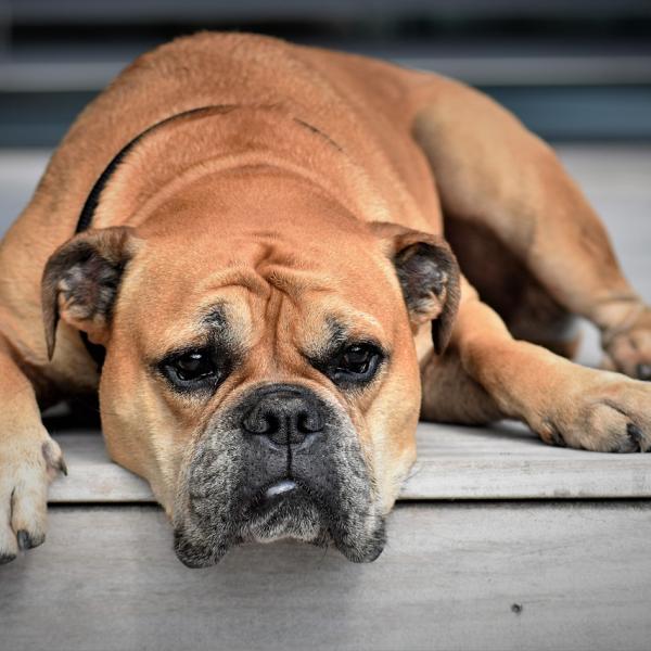 Come capire se il cane è malato: i sintomi più comuni