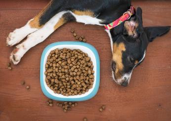 Dieta casalinga per il cane, vantaggi e svantaggi