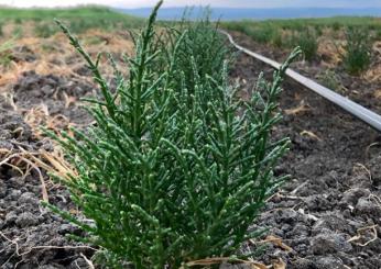 Salicornia: dove si compra e quanto cosa l’asparago di mare?