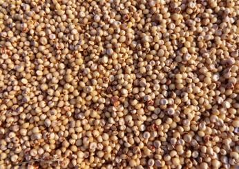 Sorgo: ricette vegane da provare