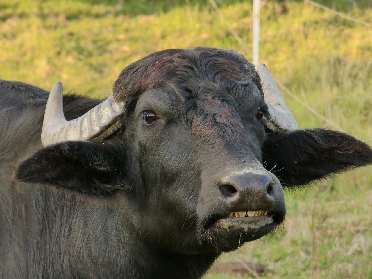 Laureana Cilento, 30enne incornato da un toro: ferito al bacino e al torace