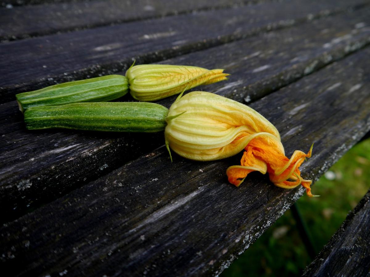 Fiori di zucchina: ricette e idee per cucinarli in modo creativo