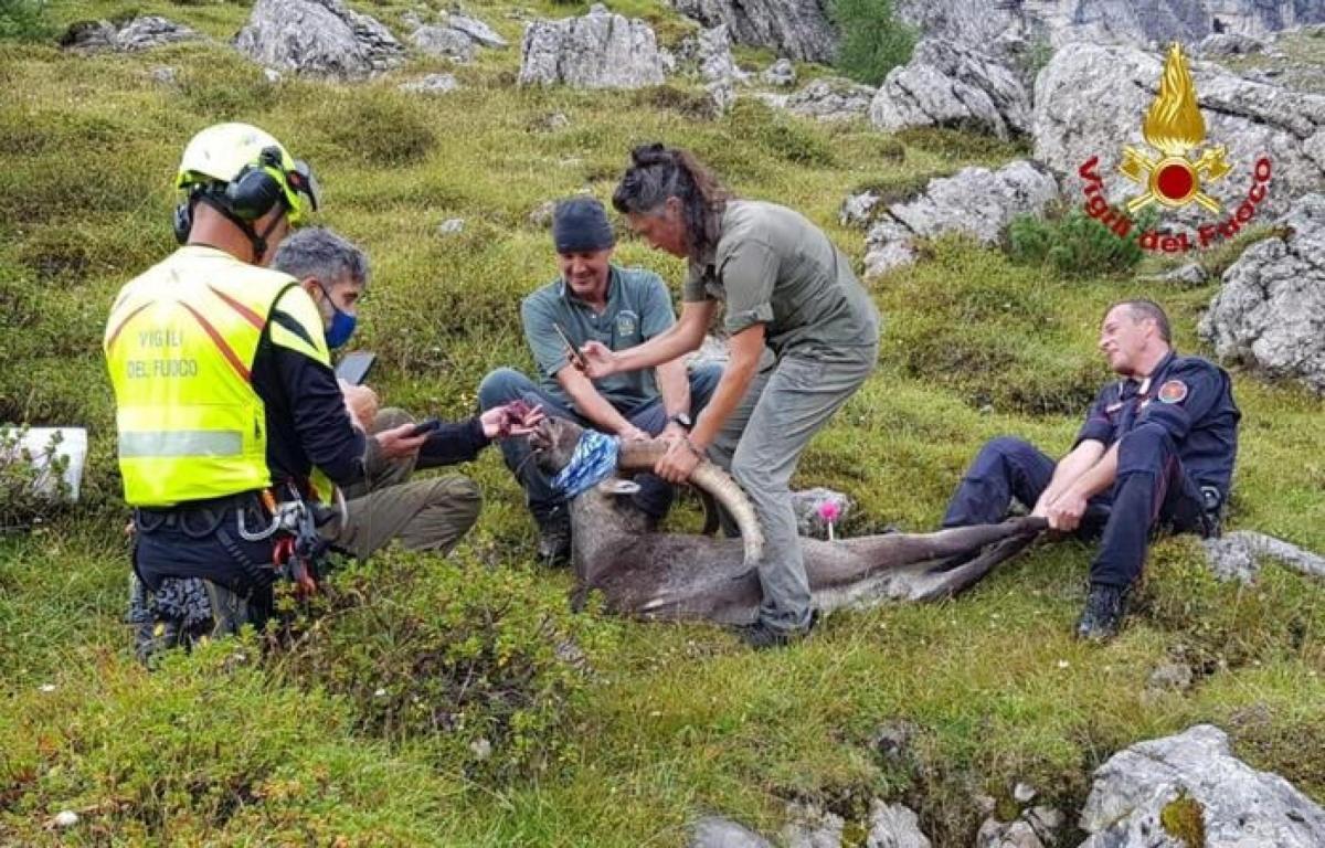 Dolomiti, morto lo stambecco salvato dopo aver ingoiato una scatole…