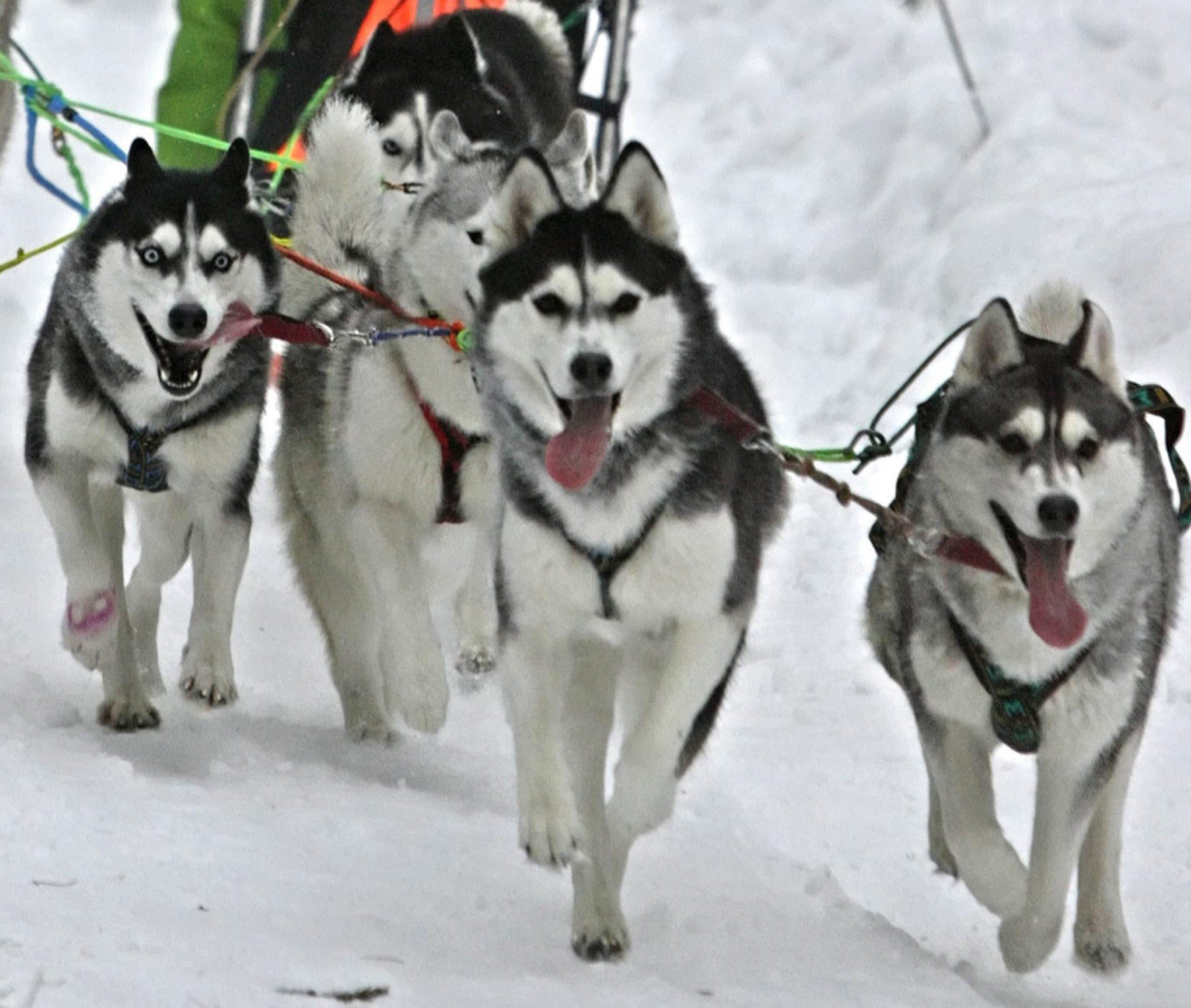 La Formula 1 sponsorizza la corsa Iditarod, gli animalisti: “È crudele per i cani”