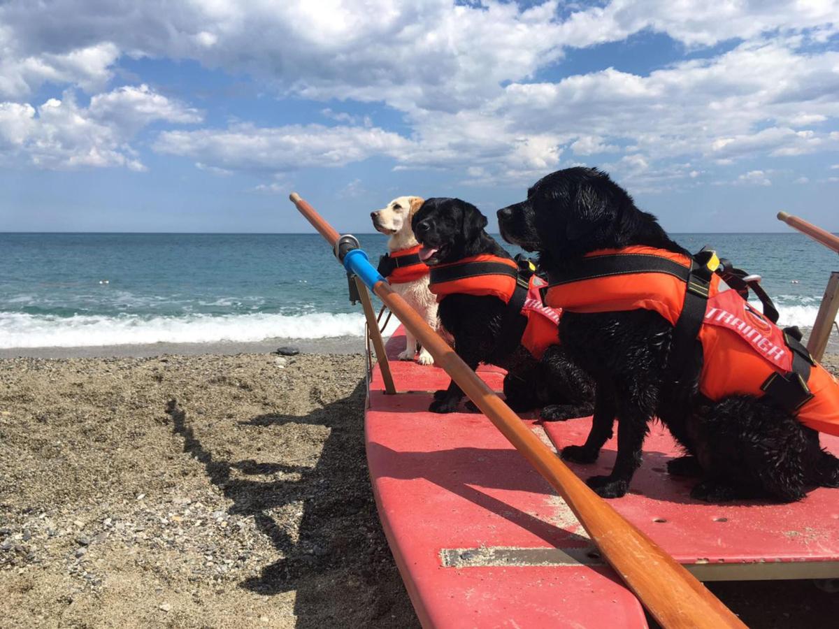 Ladispoli, sulla spiaggia di Torre Flavia i cani bagnini salvano du…