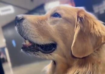 Olimpiadi Parigi 2024, chi è Beacon? Razza e età del cane che fa bene alle ginnaste del team Usa