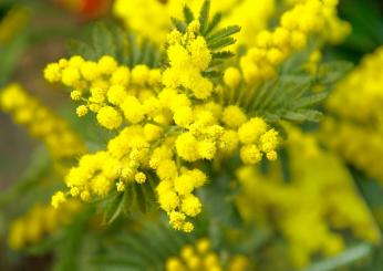 Buona festa della donna sorella! Le più belle frasi da dedicare l’8 marzo 2024