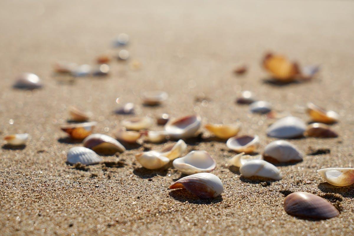 Cosa rischia chi raccoglie sassi, sabbia e conchiglie in spiaggia? Ecco le sanzioni e perché è vietato