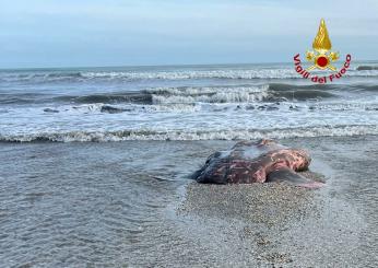 Pesce Luna: cos’è, dove vive e quanto pesa questo cetaceo ritrovato sulle spiagge di Rimini