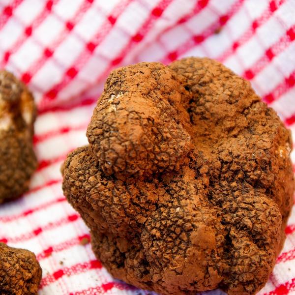 I benefici del tartufo sono tantissimi ed è ottimo: caratteristiche e tipologie