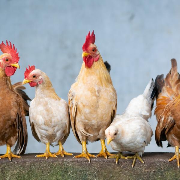 Quando un pollo diventa gallina e come capire la differenza?